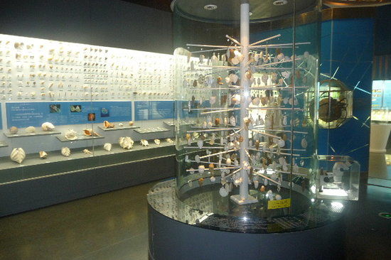 National Zoological Museum of China